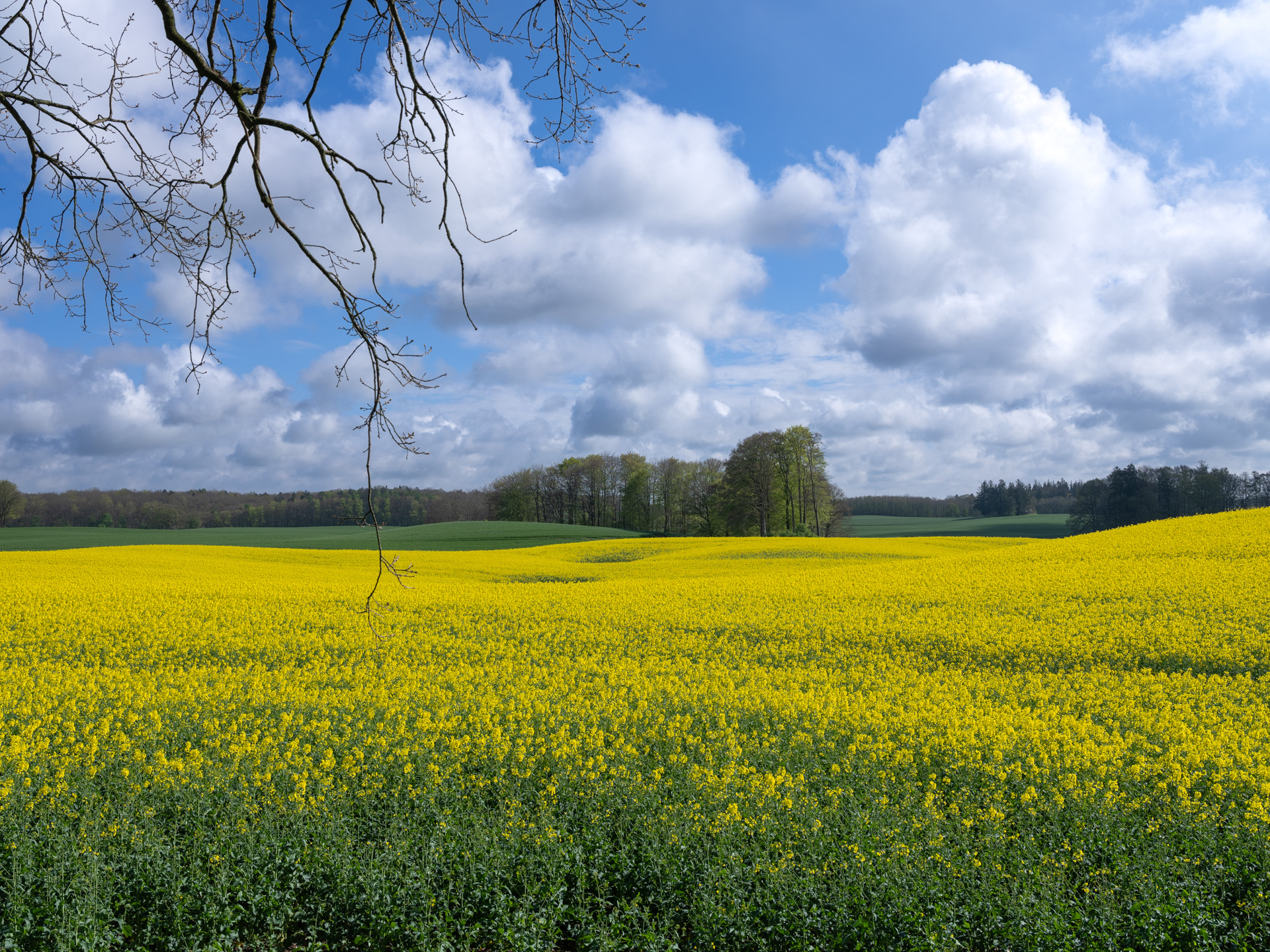Frühling in Gelb und Blau