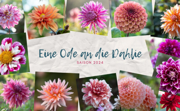 Eine Ode an die Dahlie