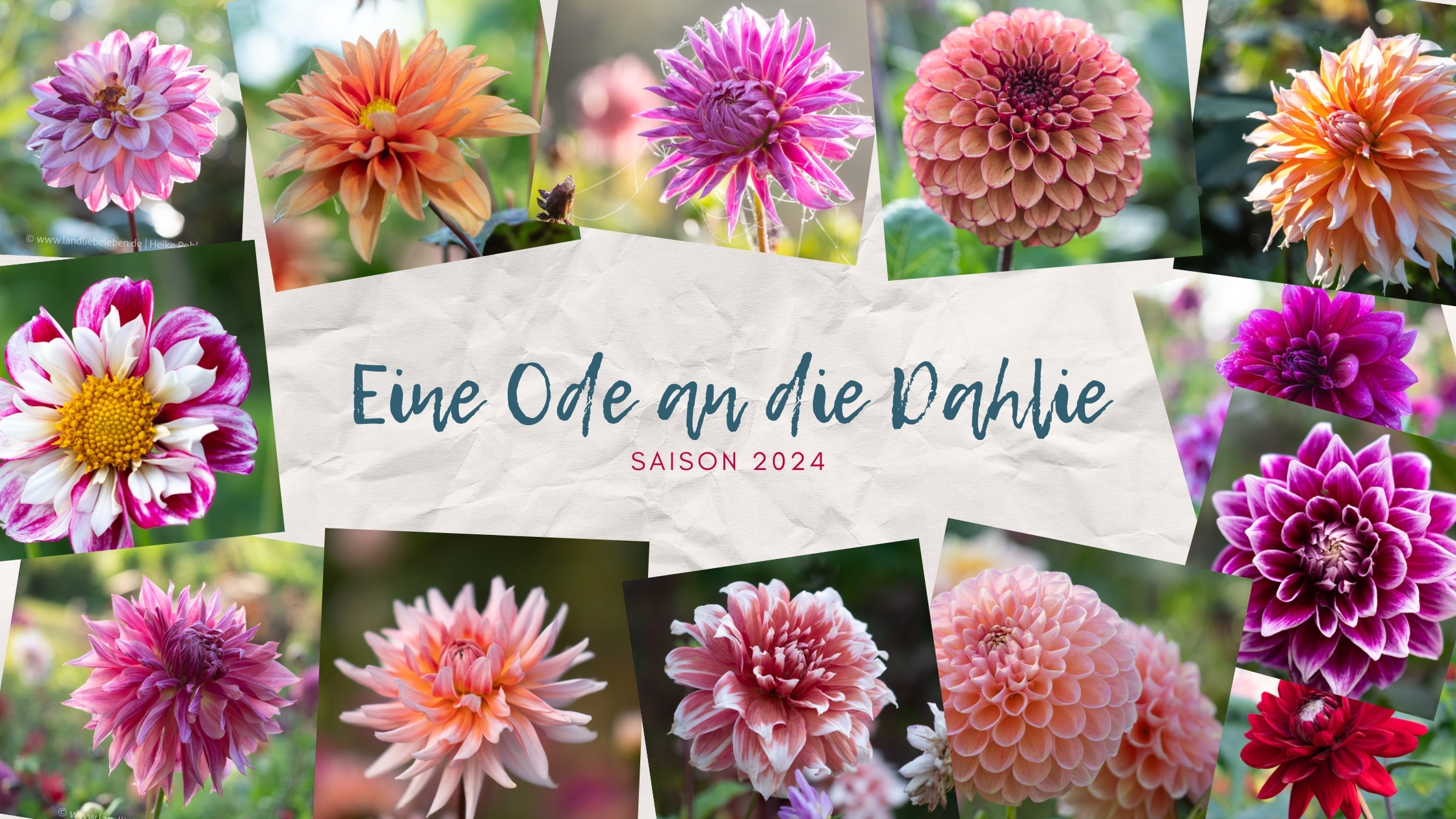 Eine Ode an die Dahlie