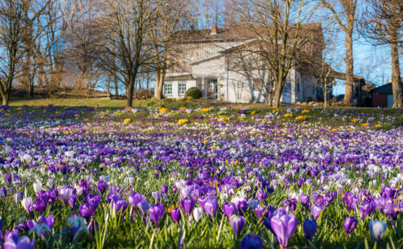 Die Krokusse blühen, wohin man auch schaut