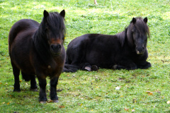 Ponysliegend