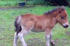 Thorazwerg
